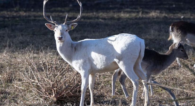 Árnyék, Voice és Rainman – Három borjú kalandos története a bakonyi dámfarmról ( galéria, videó)