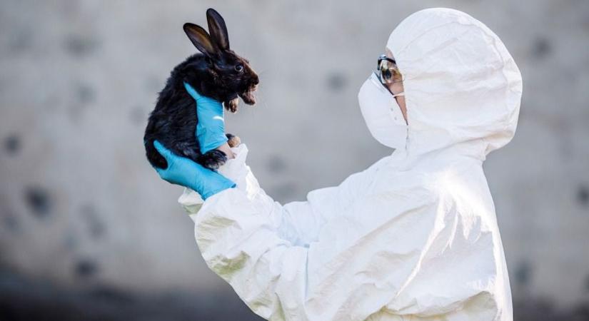 Új fertőző állatbetegség ütötte fel a fejét Magyarországon, komoly veszélyt jelenthet