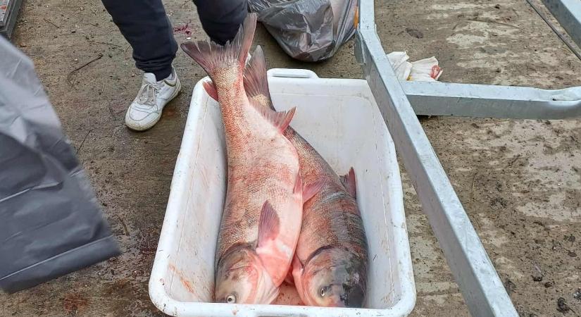 Óriási érdeklődés az akciós halvásáron: gyorsan elkapkodták a Kákafoki holtág lehalászott busáit