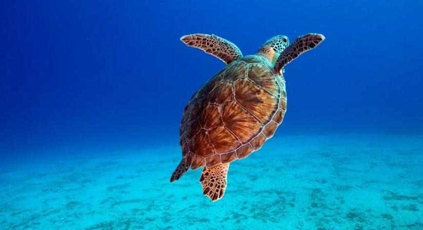 Hihetetlen dolog derült ki a teknősökről