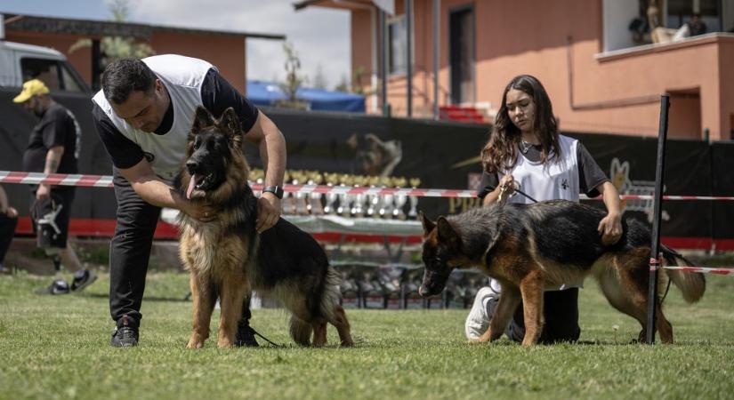 Egy farkas egyszer csak kutyát szült?