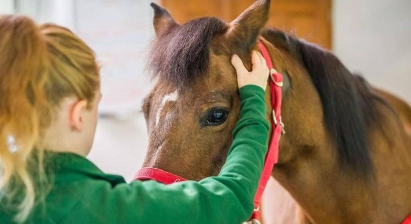 Póniápolásra és csacsisimogatásra hívnak minket a Mikulással együtt a Bakony legszebb pontjára (videó)