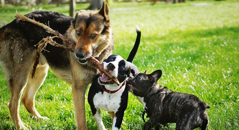 Éjszakai csaholás: vigyázat, jókora bírság is lehet a vége