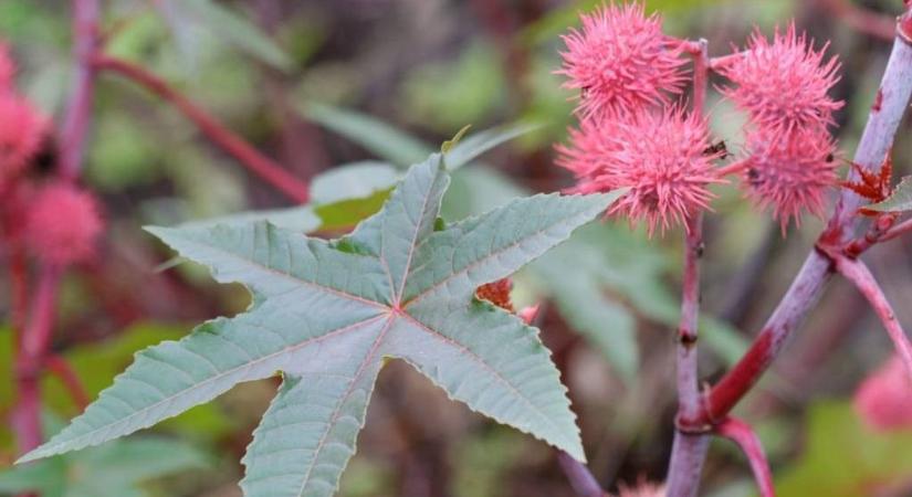 5 mérgező növény, amelyet szinte mindenki ismer, és halálos lehet