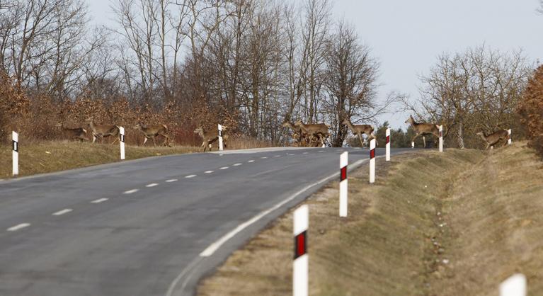 Szarvascsordának csapódott több autó, az egyik állat beszorult a jármű alá