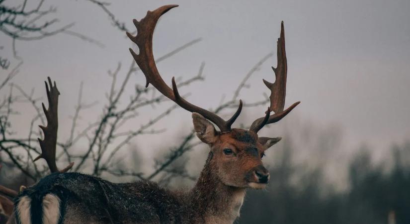 Horror a kertben: szarvasok ölték meg a nagymamát