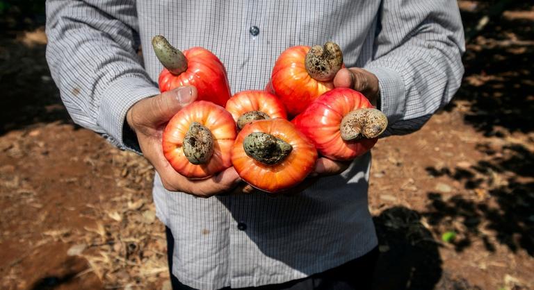 Nemsokára ön is kesu héjból készült üzemanyagot fog tankolni?