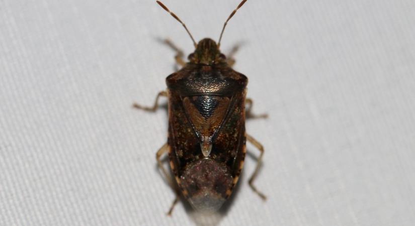 Poloskákból készít ételt és fűszert ez a népcsoport