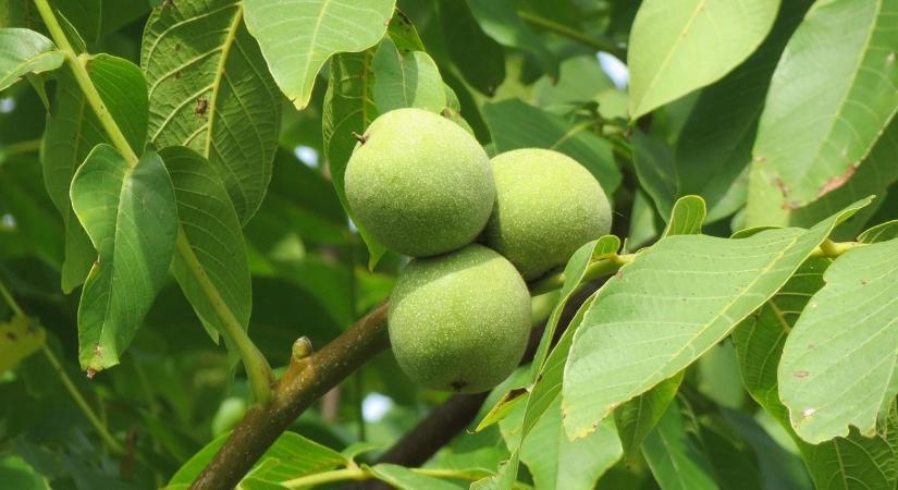 Diólevélből gyomirtó: a természet titkos fegyvere?