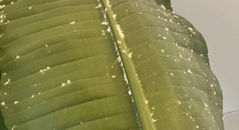 Mik lehetnek a fehér csomók a szobanövény levelein?