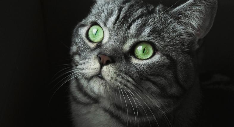 A macskák titkos érzékszerve: a bajusz valóságos raderként működik