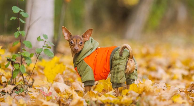 Időjárás 2025. november 24.: Ennyi esélye van az esőnek