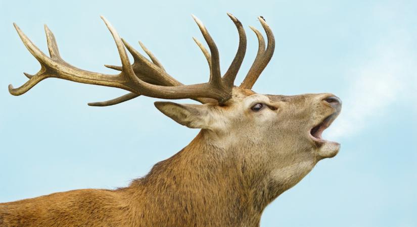 Szarvascsordával ütközött két autó is a Mátrában