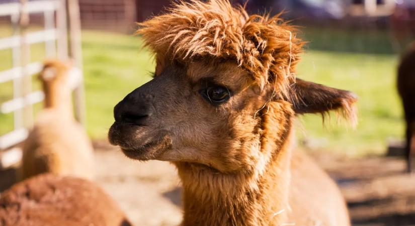 Nem fogja elhinni, milyen állatot vesz egyre több magyar