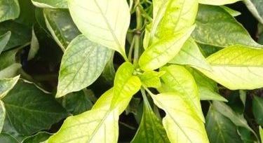 Stresszcsökkentés és hozamnövelés Trichodermával 2. rész