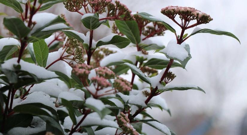 Fenntartható kert: utolsó idei virágok a kertben