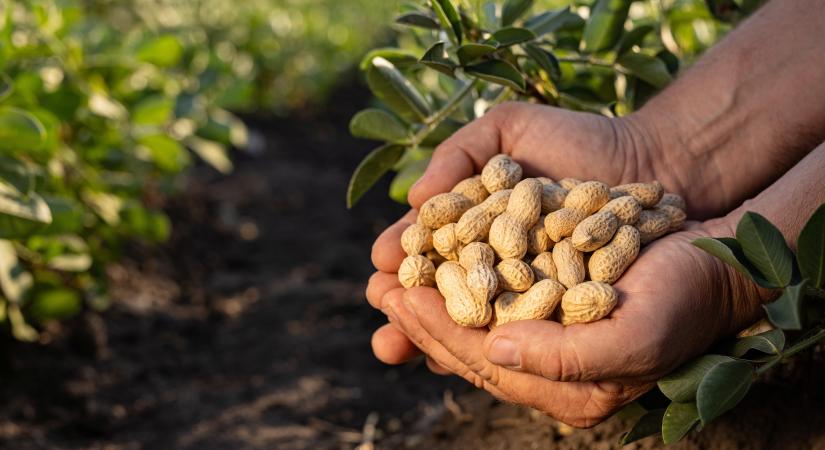Akcióba lendültek a földimogyoró megmentéséért