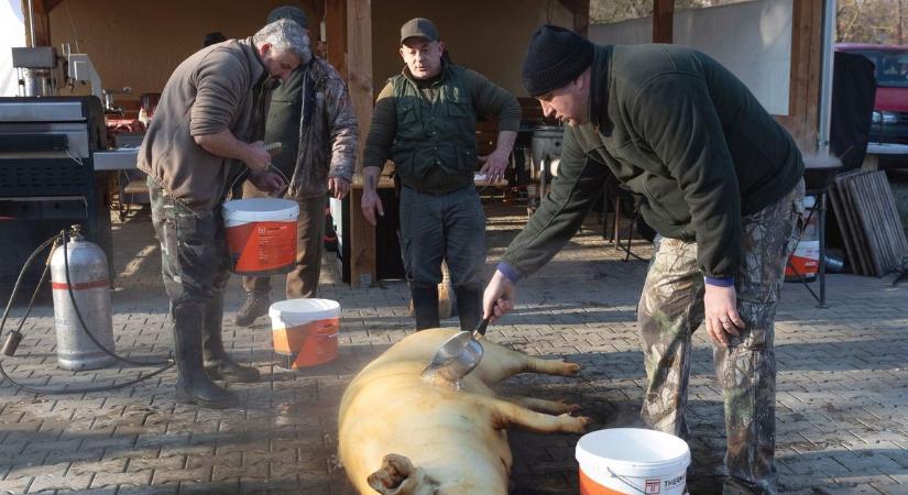 Óriási a hagyománya, de idén elmaradhat az összes disznóvágás?