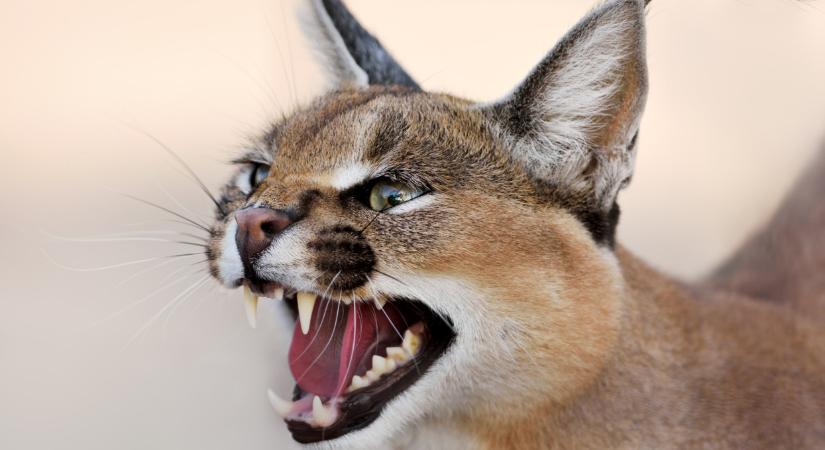 Döbbenet, mennyibe kerül egy példány az internet sztármacskájából: Magyarországon nem is tarthatja bárki