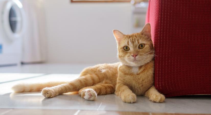 A macska, amelyik egy egész osztrák várost a barátjának tud