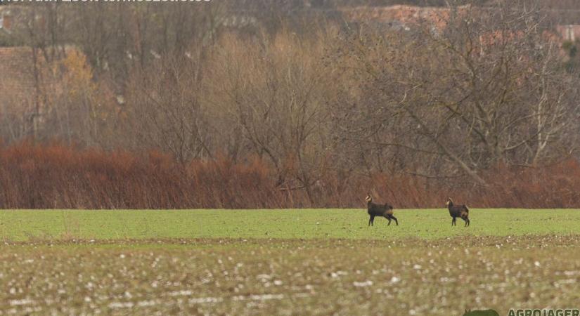 Zergék bukkantak fel Zsira határában