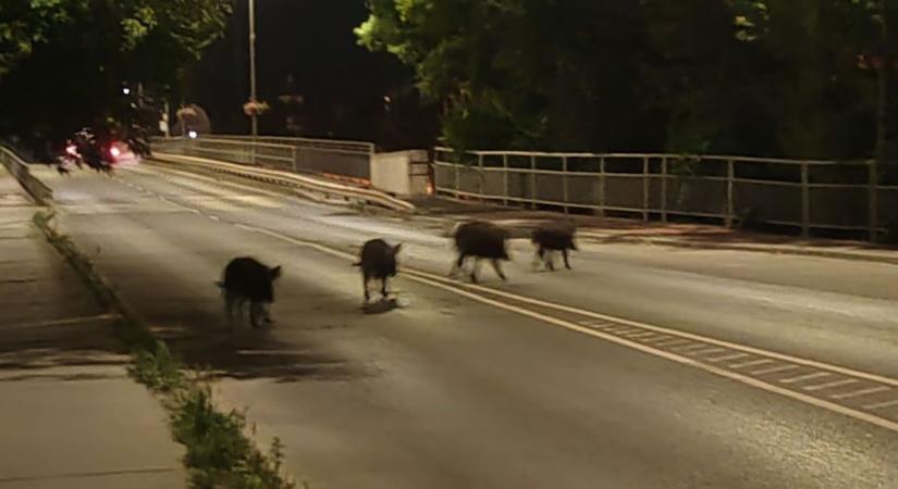 Elképesztő jelenet: egy vaddisznó fejjel csapódott az autónak