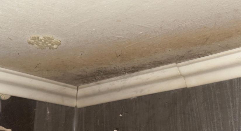 Penészes a fal? Íme néhány tipp és egy tuti megoldás, hogy örökre eltűnjön