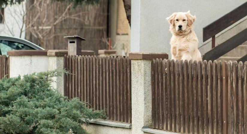 Túl hangosan és gyakran ugat a kutyád? Akár hatalmas bírságot is kaphatsz, ha zavarja a szomszédokat