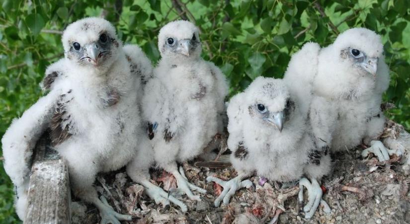 Három magyar kerecsensólyom tűnt el a háborús övezetben – mégis jó hírek érkeztek