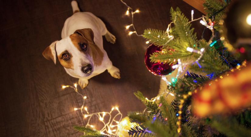 Így tanítsd meg a kutyádnak, hogy ne nyúljon a karácsonyfához