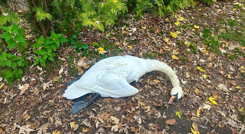 Hattyúkat mérgeztek a Técsői járásban