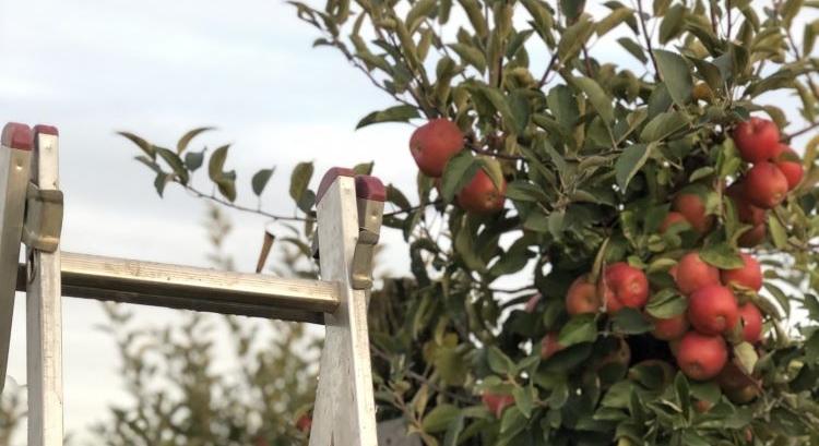 Így lett az angol cider magyar sikertörténet
