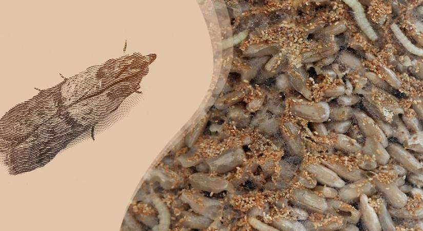 Örökre eltűnnek: Ezekkel a trükkökkel megnyerheted a háborút az élelmiszermoly ellen télen is