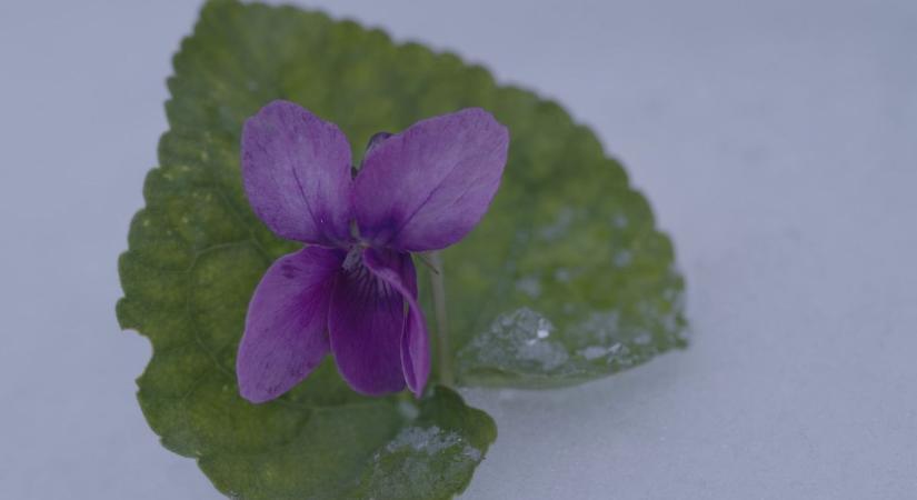 Hóvirág, vagyis inkább hóibolya és még mi bújt el a hóban? Több szép képet mutatunk Felsőörsről