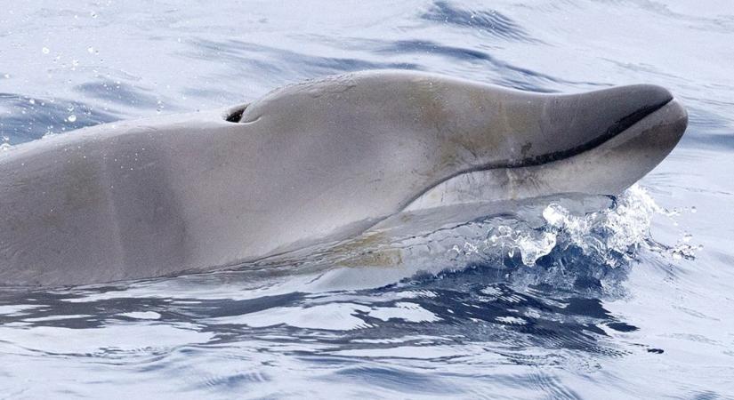 Először látták élve ezt a rejtélyes tengeri ragadozót