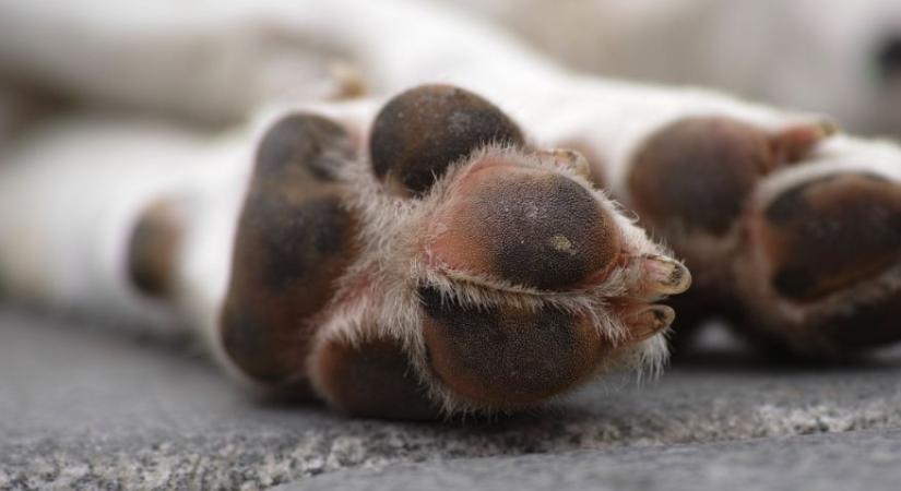 Csavarok a virsliben: vádemelés két borsodi ellen