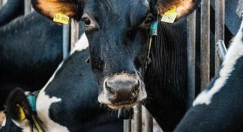 Tejjel fűtenek egy gazdaságban, az ötlet csak első hallásra megbotránkoztató