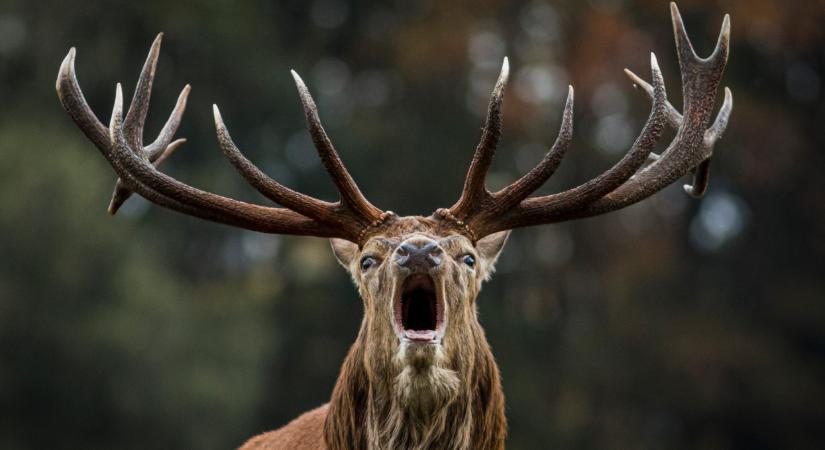 Brutális vadbaleset a sötét Mátrában: szarvascsorda rohant az autók elé, egyiküket a kocsi alól húzták ki