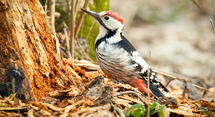 Magyarország madarai: a fehérhátú fakopáncs