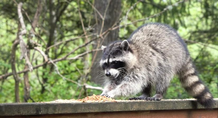 Trash panda támadás: tényleg a mosómedvék lesznek a következő háziállataink?