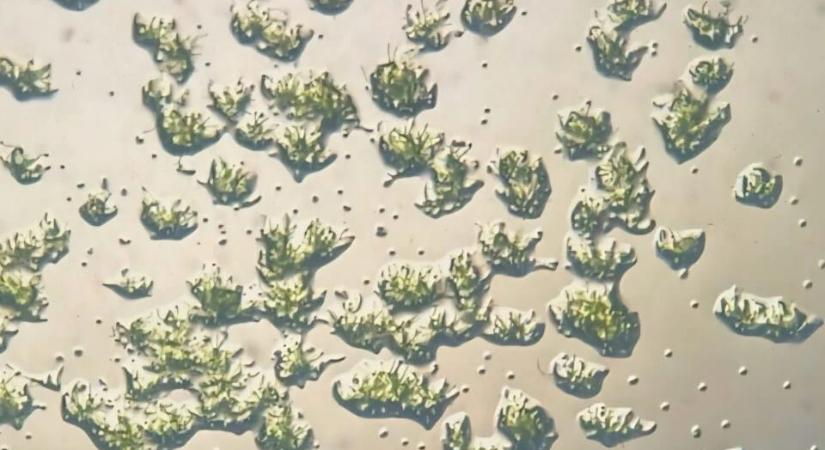 9 hónapig élt az ISS külsején a moha, ami nemhogy túlélte a kalandot, de a Földön még nőni is kezdett