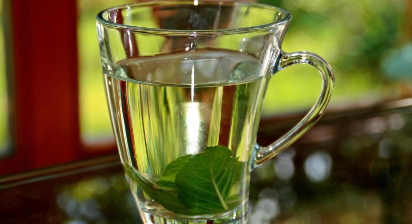 Tisztázták a szakemberek: Ha az egészséged a tét a borsmenta, vagy a fodormenta a jobb?