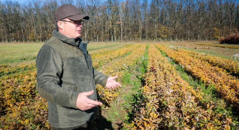Az erdők most tanulnak túlélni – a bejcgyertyánosi csemetekertben jártunk