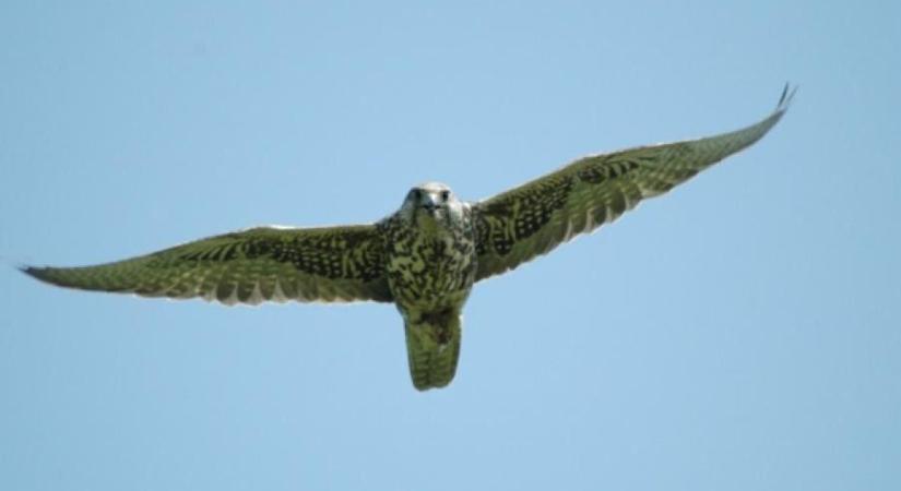 Tovább nőtt a fokozottan védett faj hazai állománya