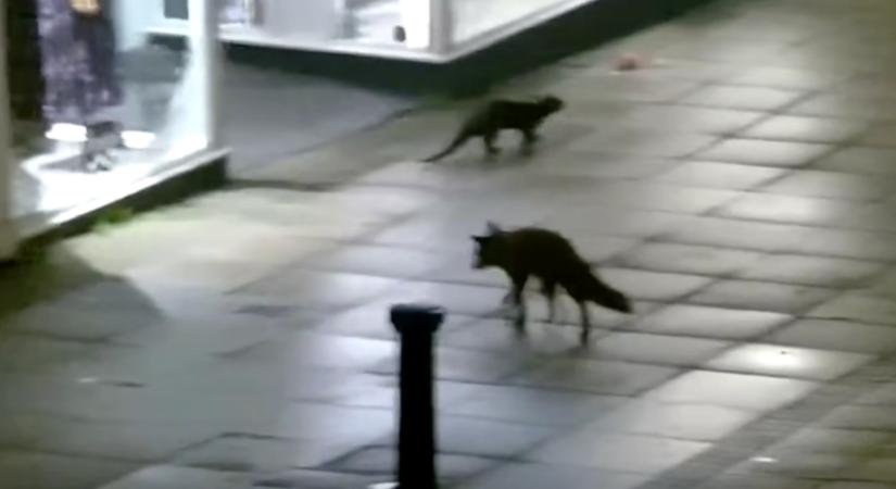Egy róka és egy vidra együtt szaladgált a brit város utcáin