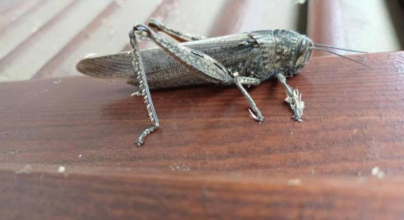 Sáskajárás fenyeget? Óriás rovar bukkant fel Magyarországon