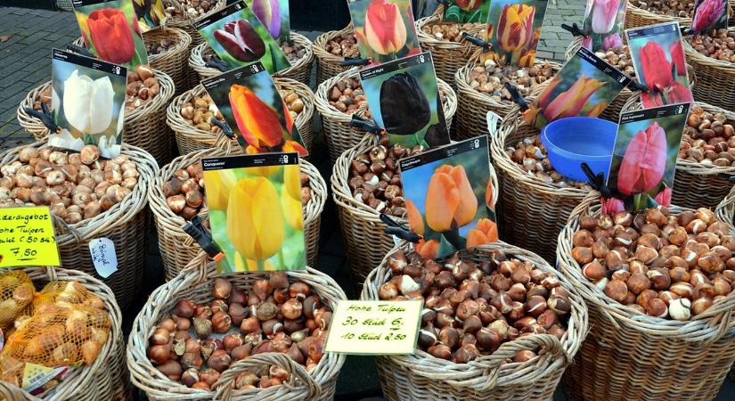 5 ok, amiért a kertészek imádják a novembert