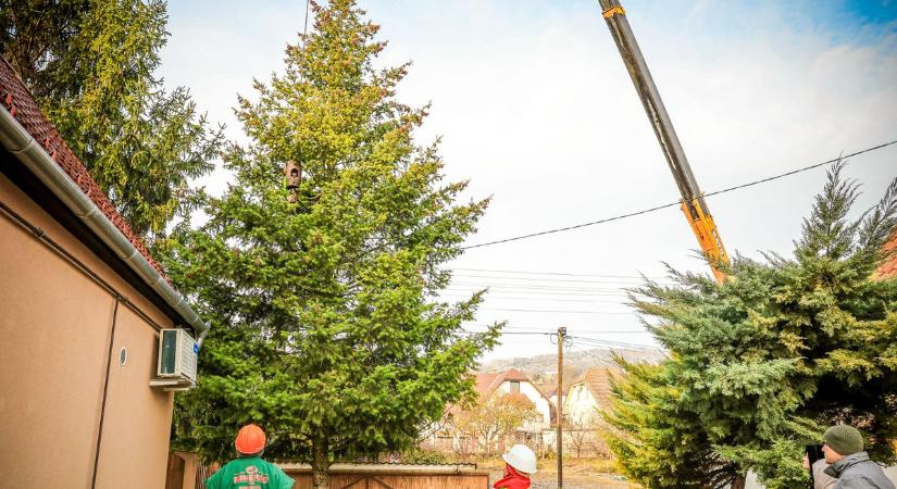 Szekszárd karácsonyfája: Így vágták ki a gyönyörű fenyőt (képgaléria  videó)