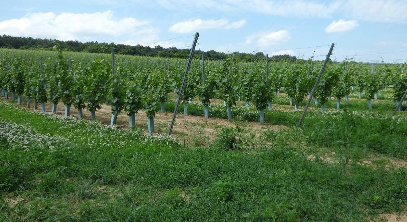 Aranyszínű sárgaság: a tél a felkészülés időszaka lesz, tavasszal indul újra a védekezés