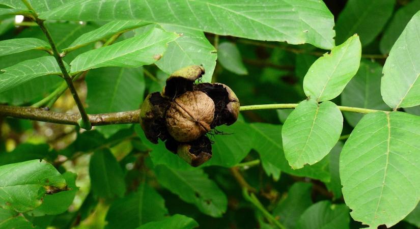 Miért nem terem a diófád? – A 7 leggyakoribb ok, és melyik lehet igaz a te kertedben?